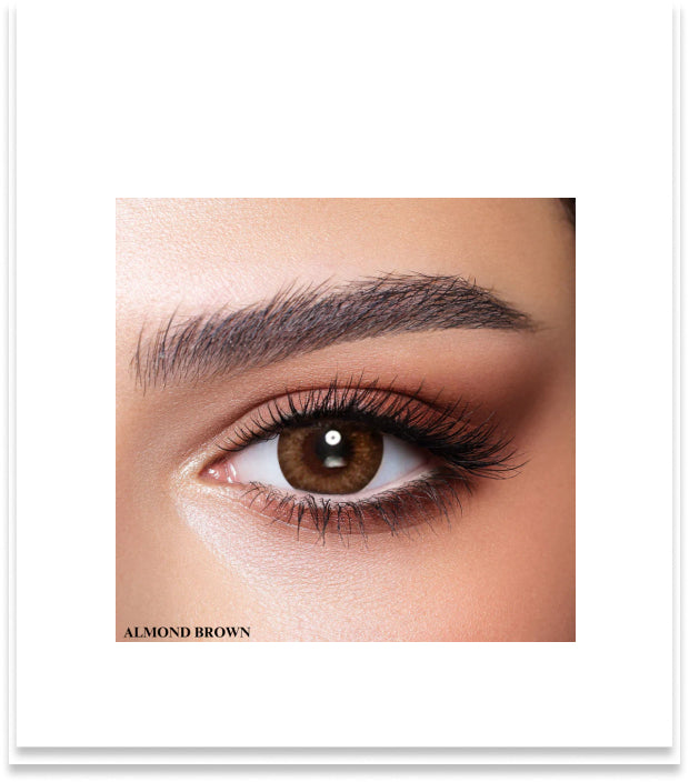 Bella One Day Collection – ALMOND BROWN , Free Delivery Get in 4hrs - 48hrs